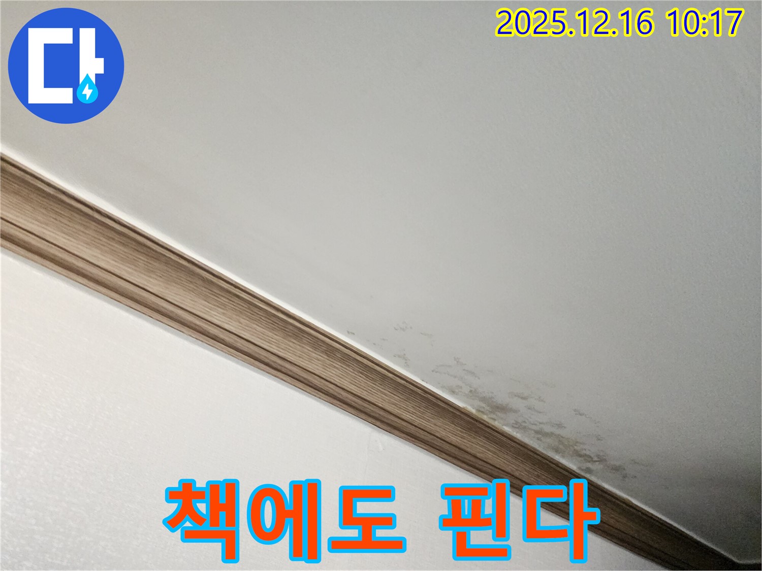 영북면 운천리 곰팡이 천장 - 곰팡이, 오래된 책에도 핀다?!