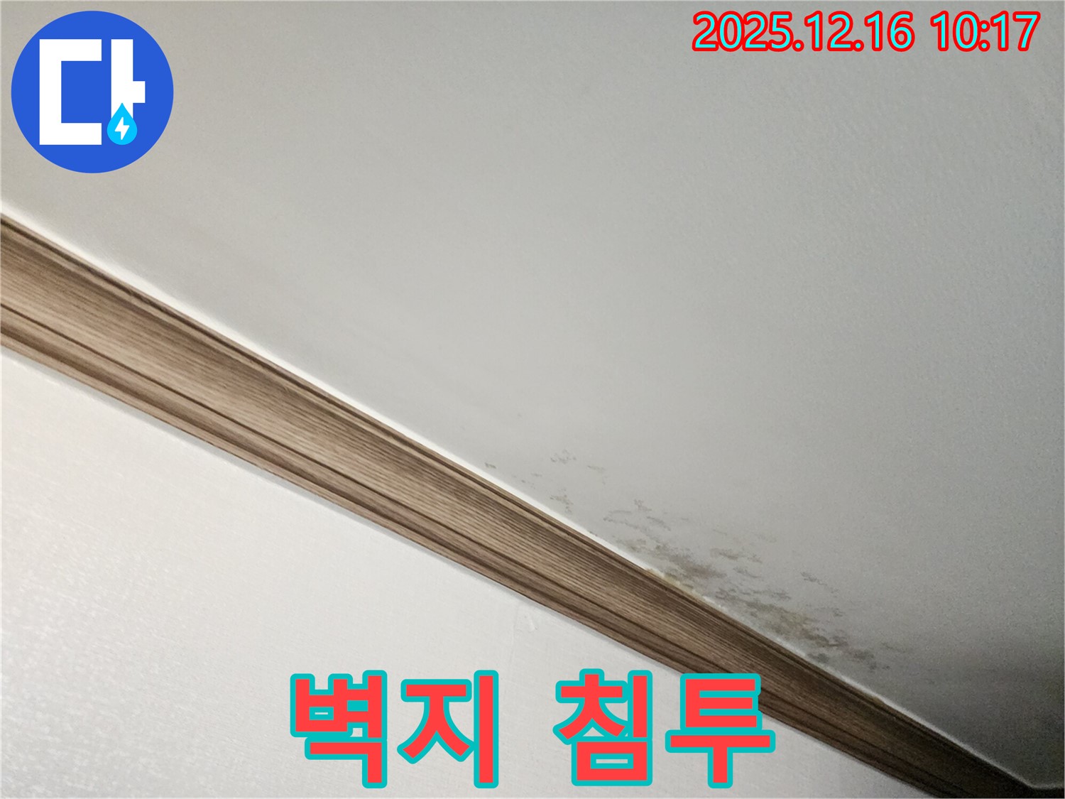 포천시 영북면 운천리 곰팡이 천장 - 곰팡이, 벽지 속까지 침투?!