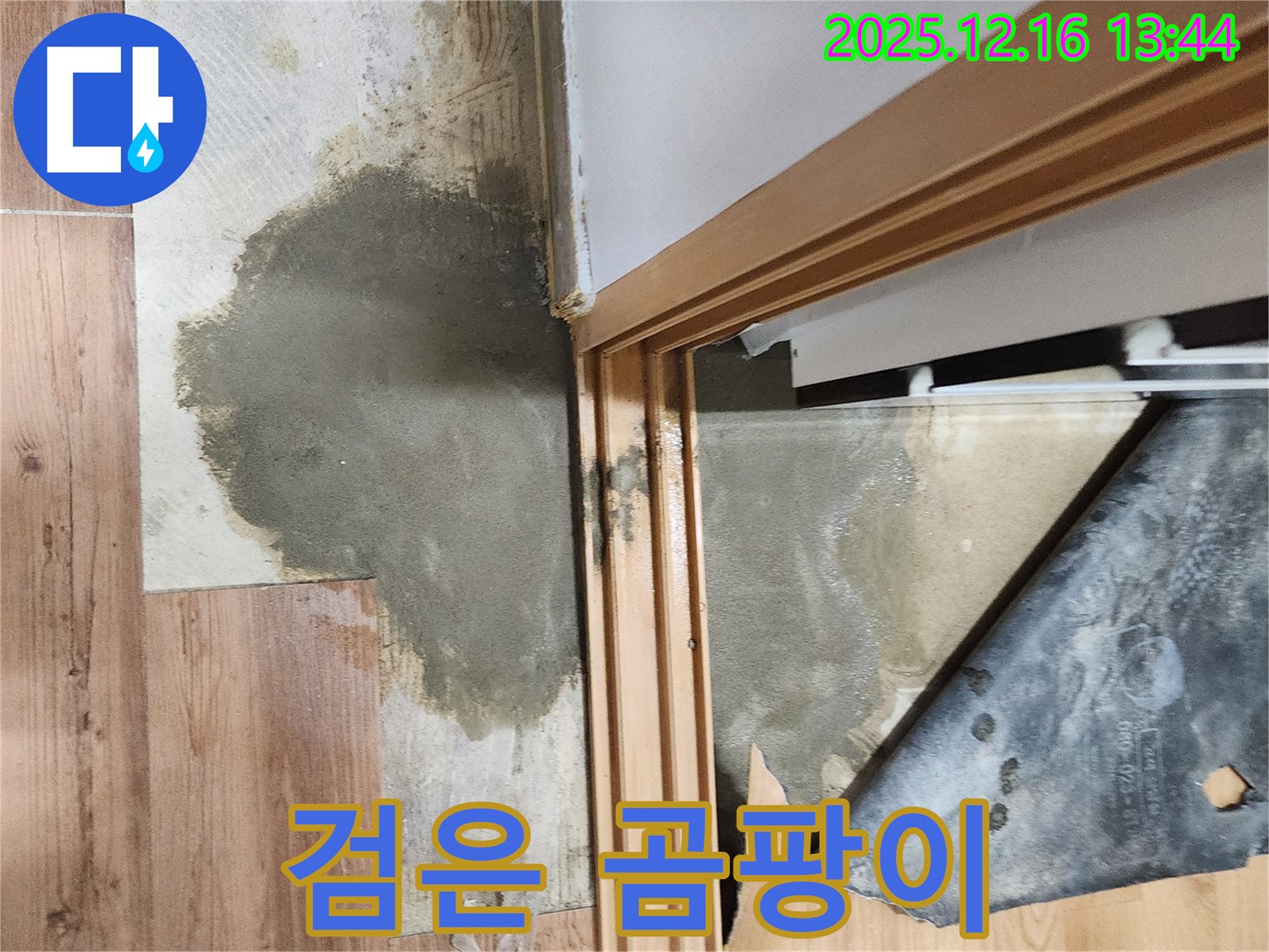소홀리 누수 - 장판 밑 검은 곰팡이, 온 가족 건강에 적신호