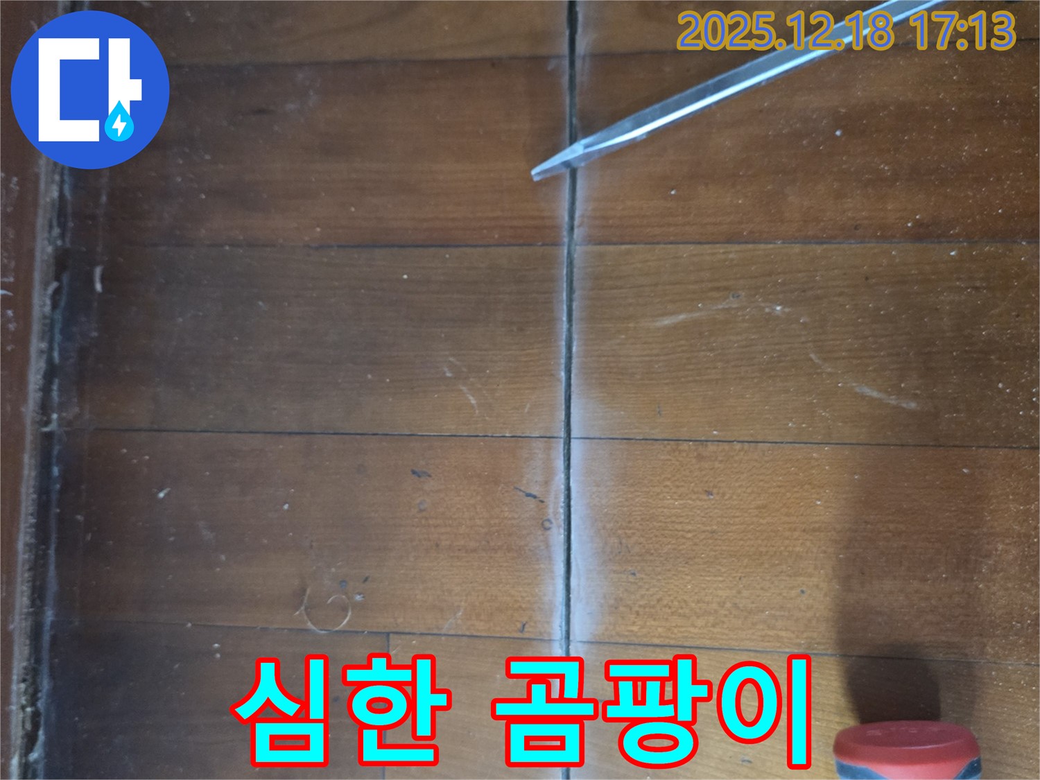 마루 틈새 심한 곰팡이 - 틈새 주변이 곰팡이로 심하게 오염된 상태