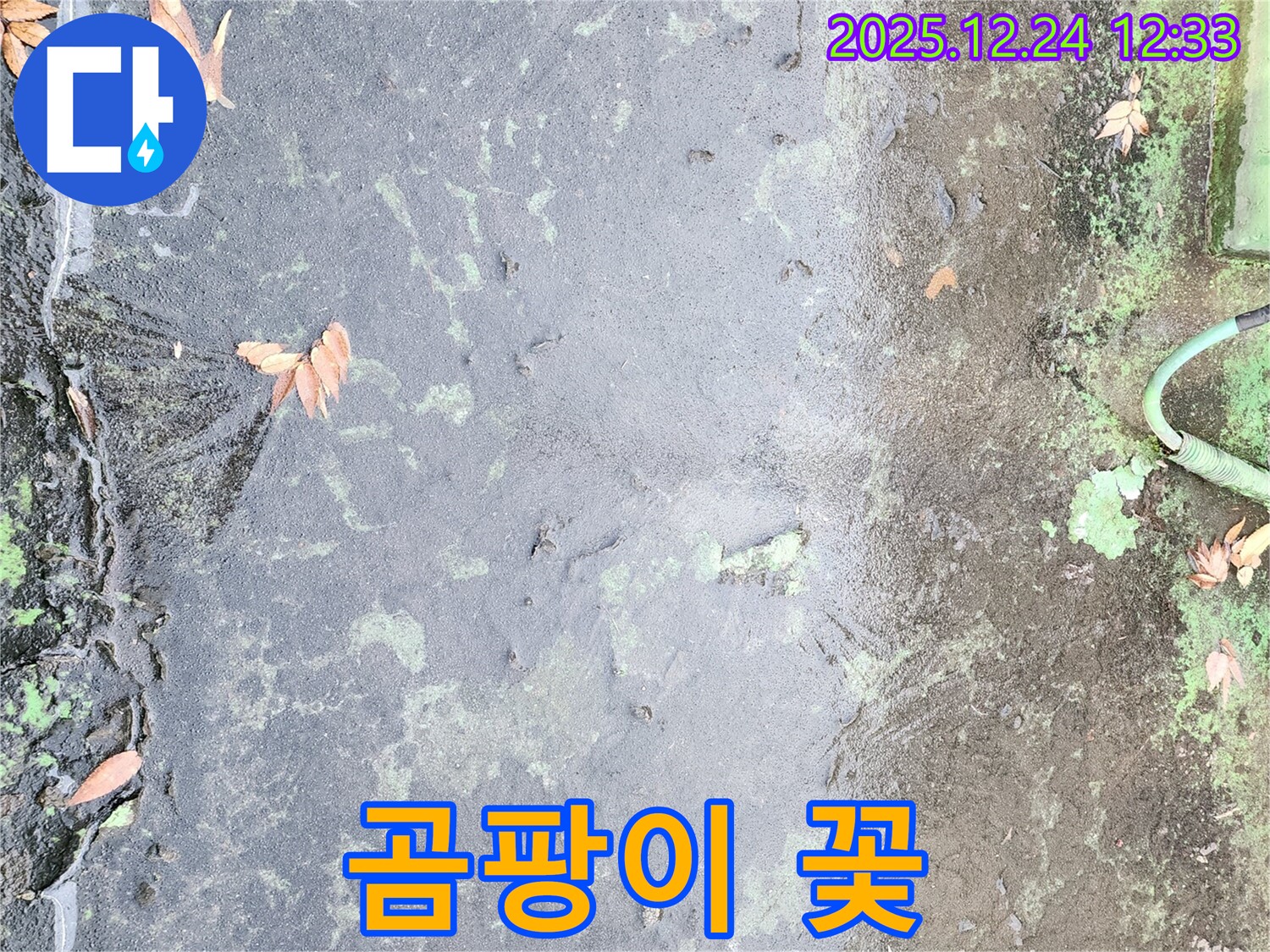 옥상 곰팡이 - 누수의 증거입니다.