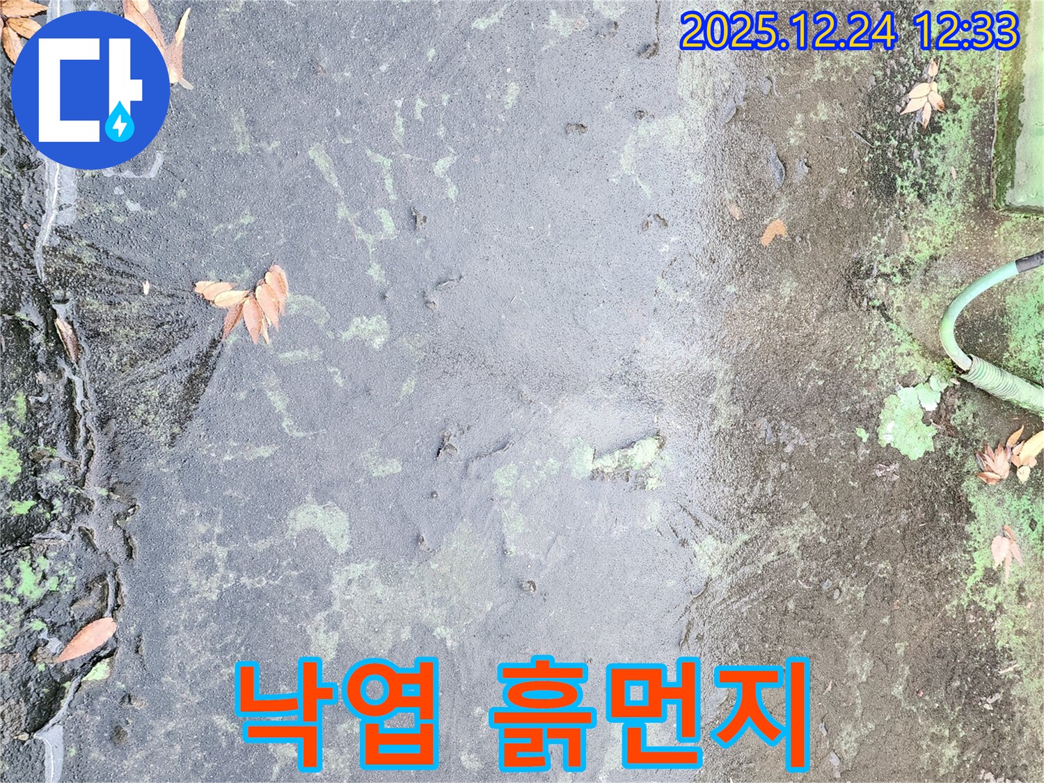 옥상 낙엽과 흙먼지 - 배수구 막힘 유발