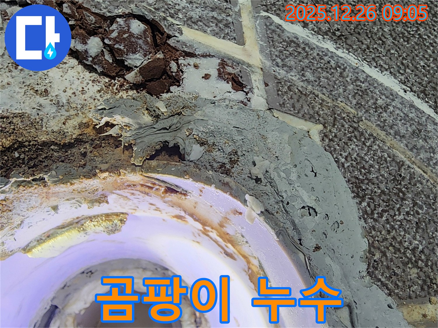 곰팡이 - 욕실 배수구 주변에 곰팡이가 심하게 핀 모습