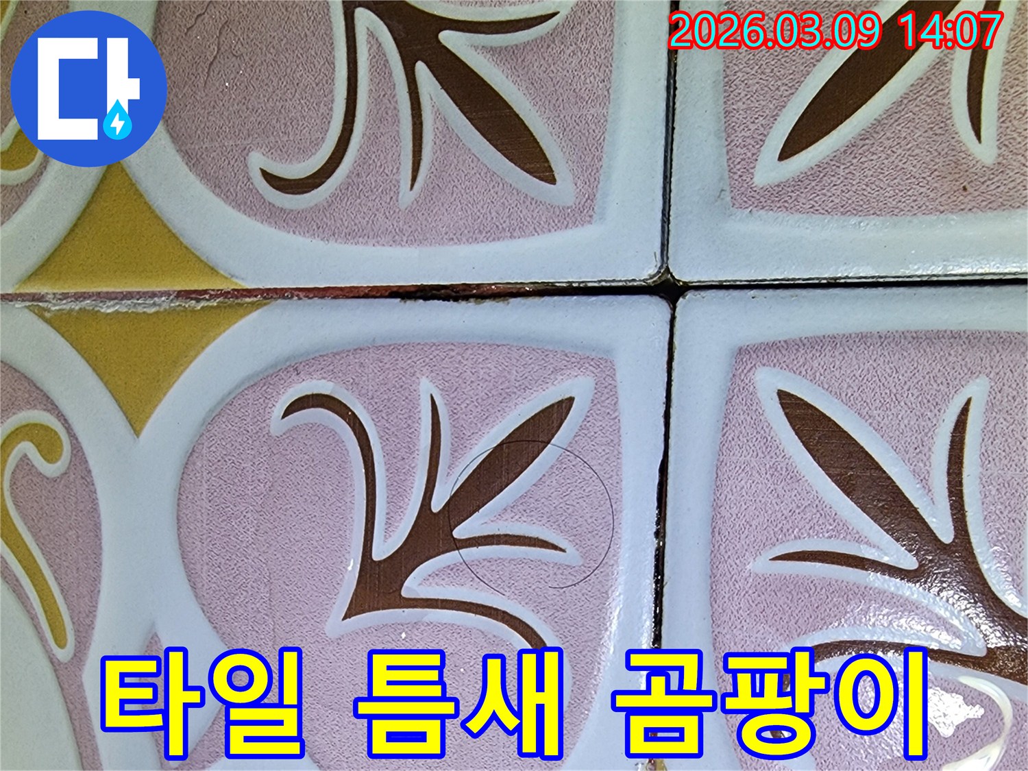 욕실 타일 틈새에 번식한 검은 곰팡이-지속적인 습기와 누수의 명백한 증거