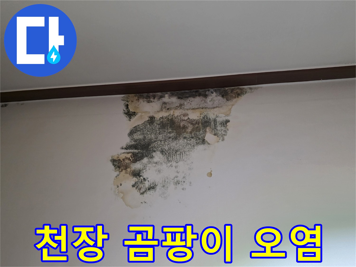 천장 몰딩 주변의 심각한 곰팡이 번식 상태