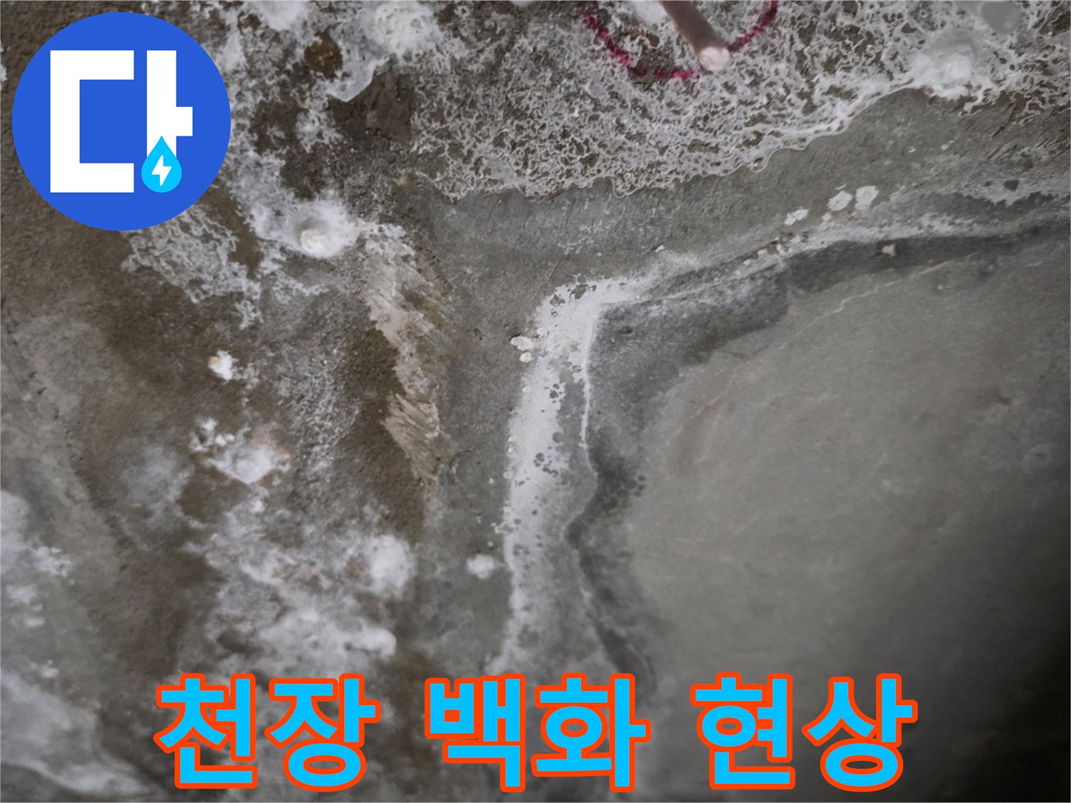 안양 비산동 아파트 천장 슬래브에 발생한 하얀 백화 현상과 습기 흔적