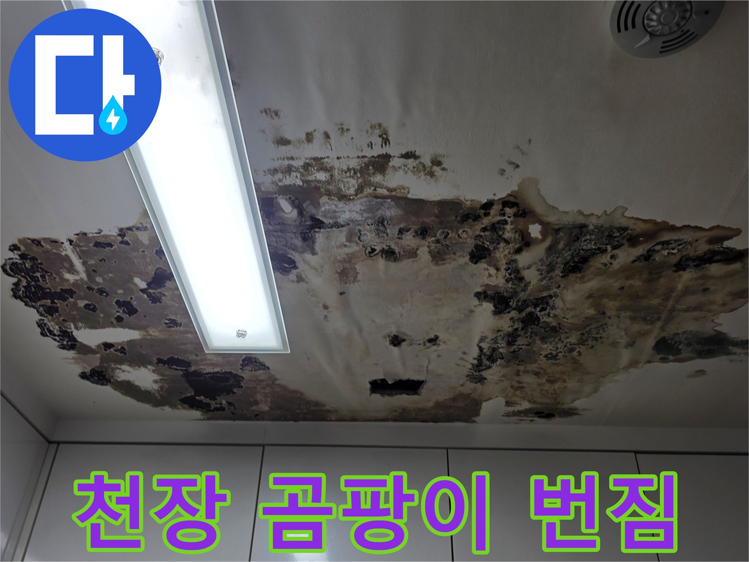 천장-마감재-표면의-광범위한-곰팡이-오염