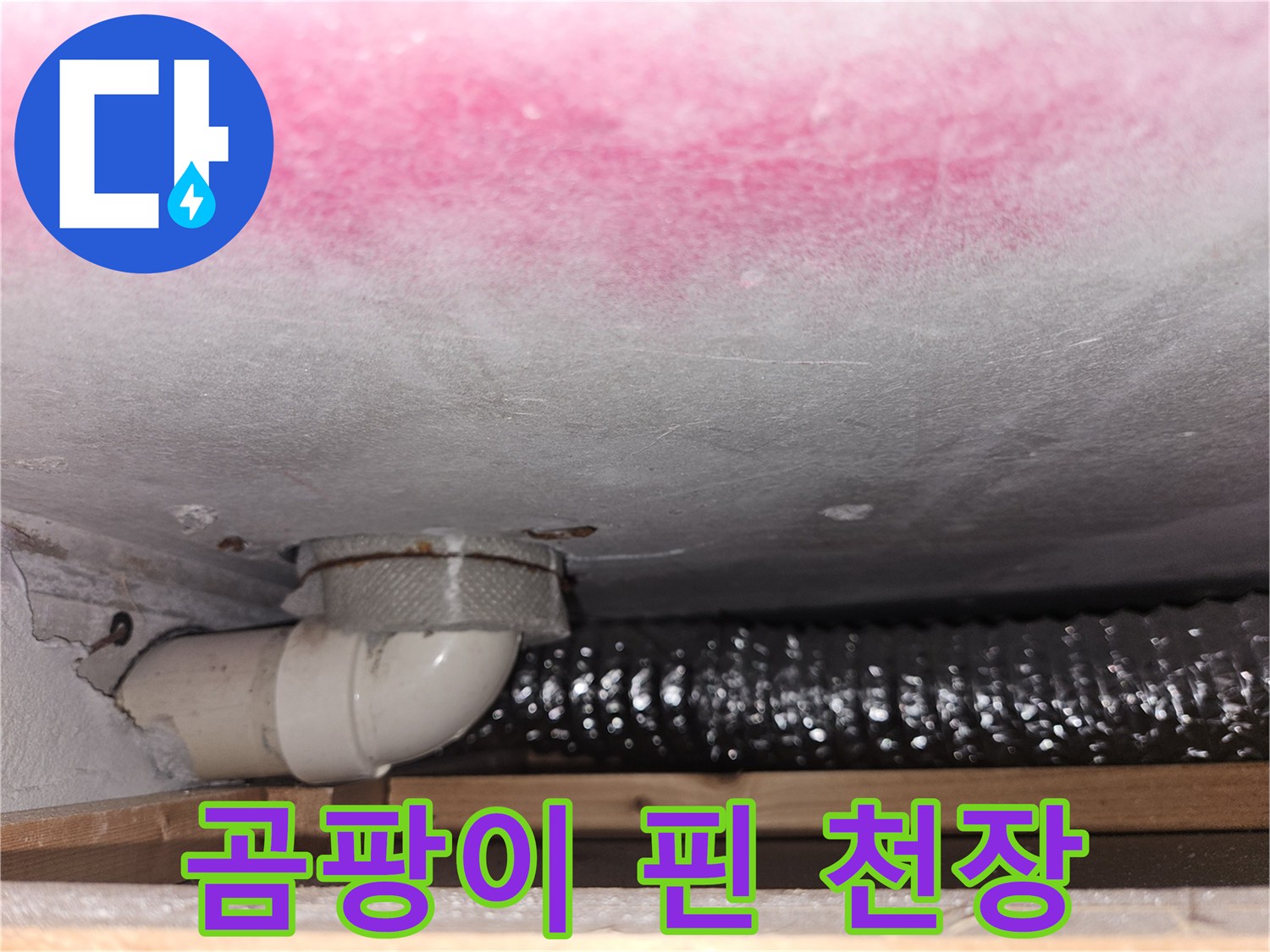 천장-슬래브의-분홍색-곰팡이와-배수-호스-연결부