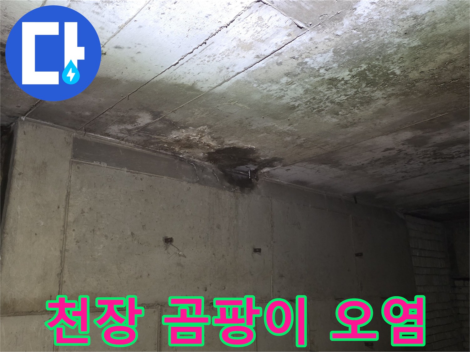 누수 피해를 입은 상가 천장의 곰팡이 분포