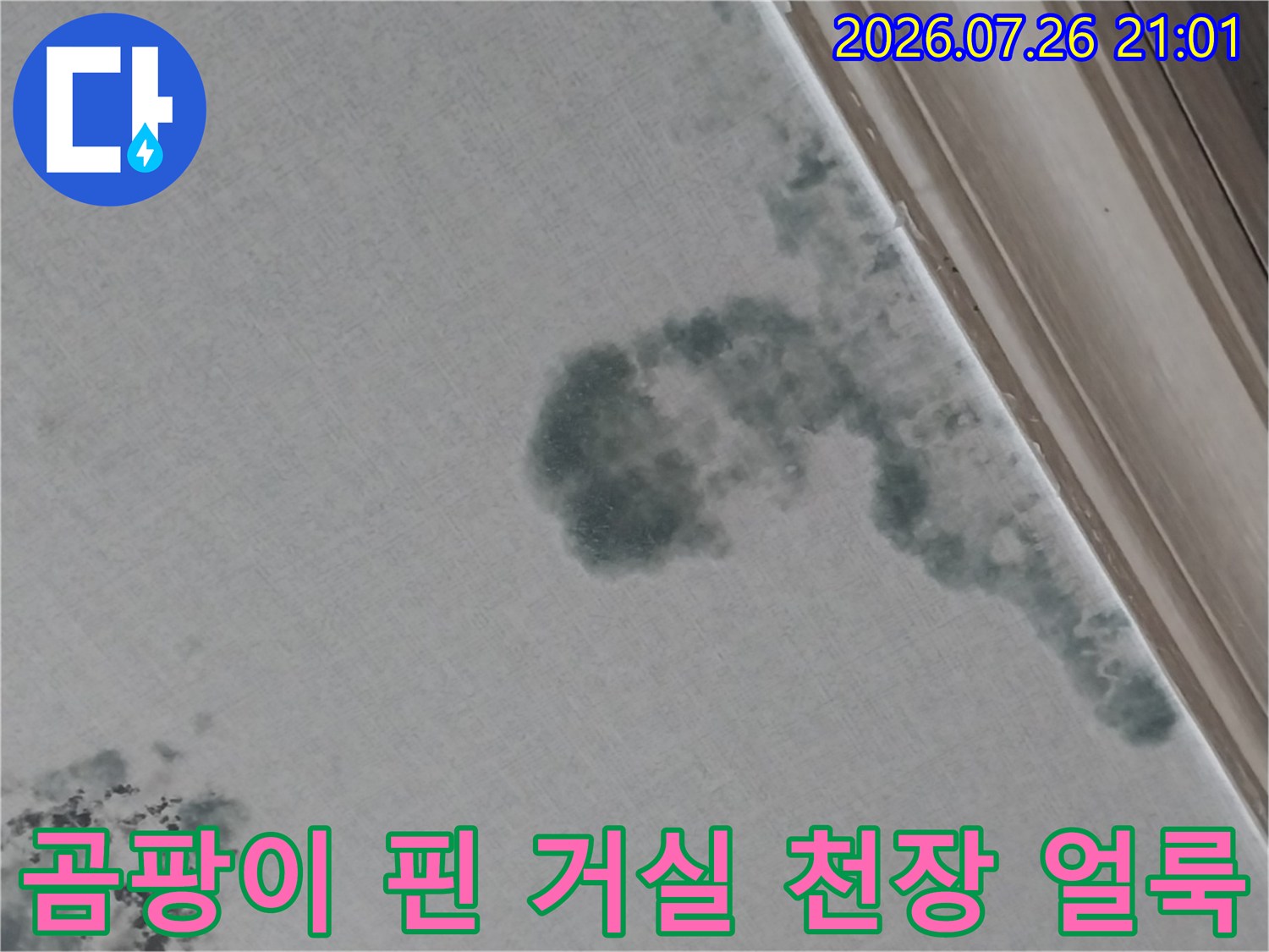 거실 천장에 번진 대형 누수 오염 및 곰팡이 발생 지역