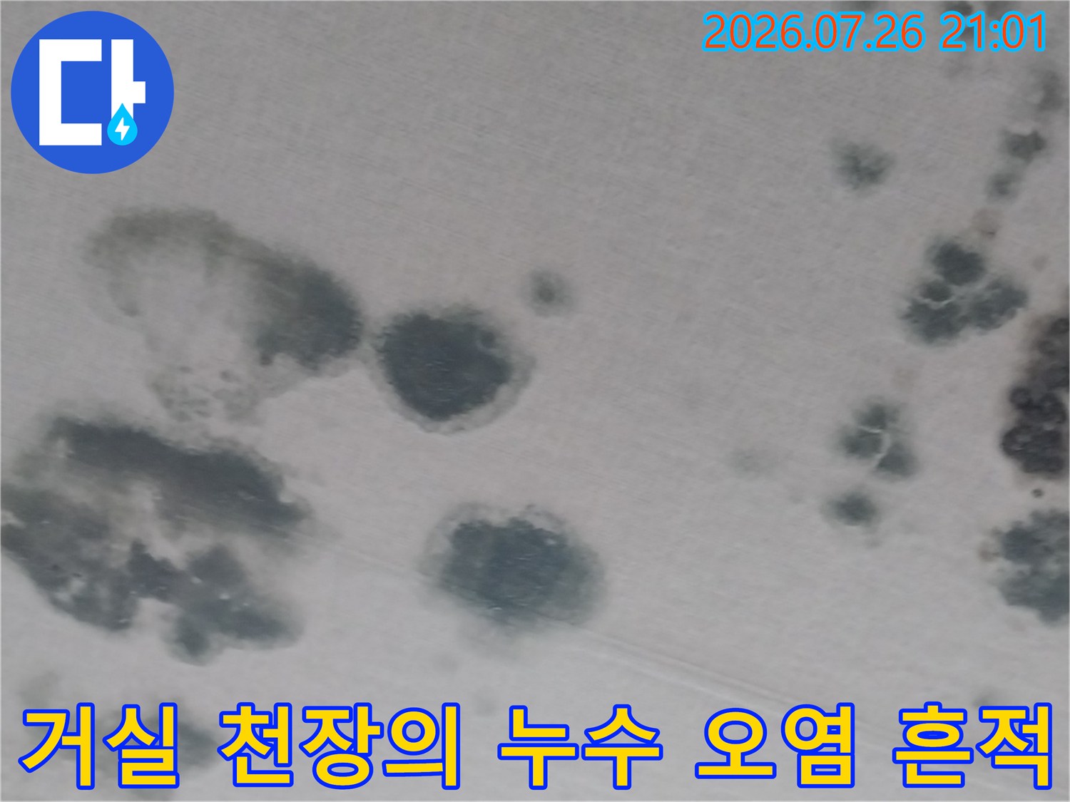 천장에 발생한 둥근 모양의 곰팡이와 물때 얼룩