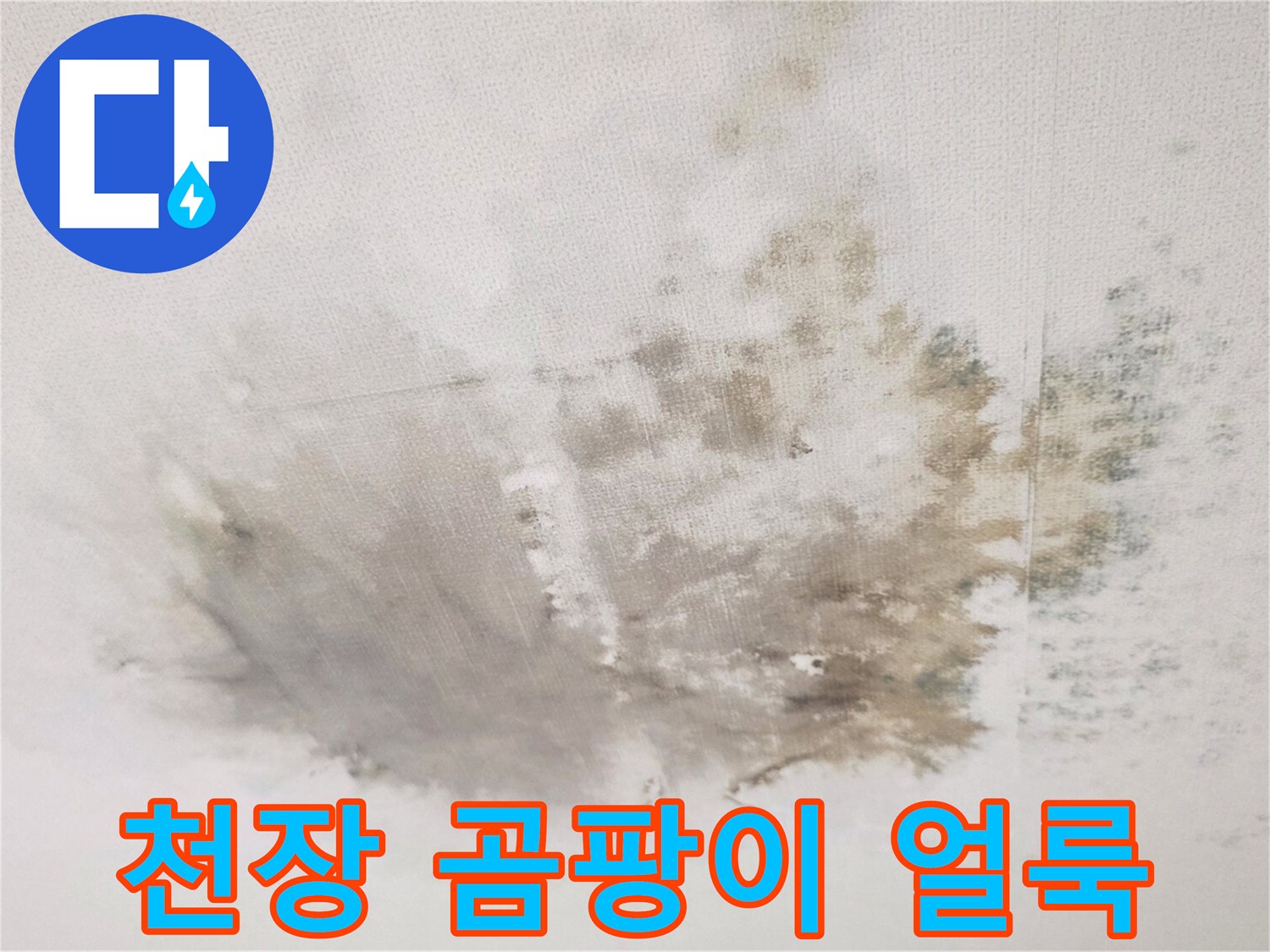 천장 벽지에 발생한 넓은 범위의 곰팡이와 물자국