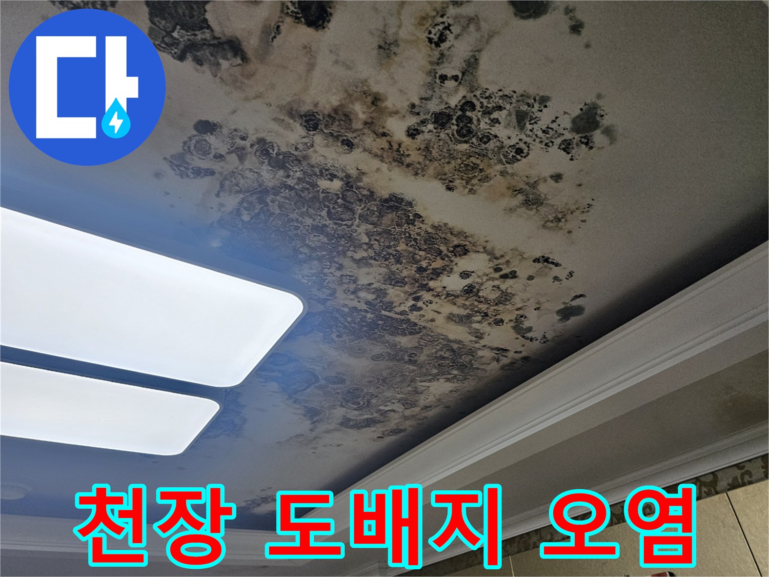 광범위하게 퍼진 천장 곰팡이와 물에 의한 변색 부위
