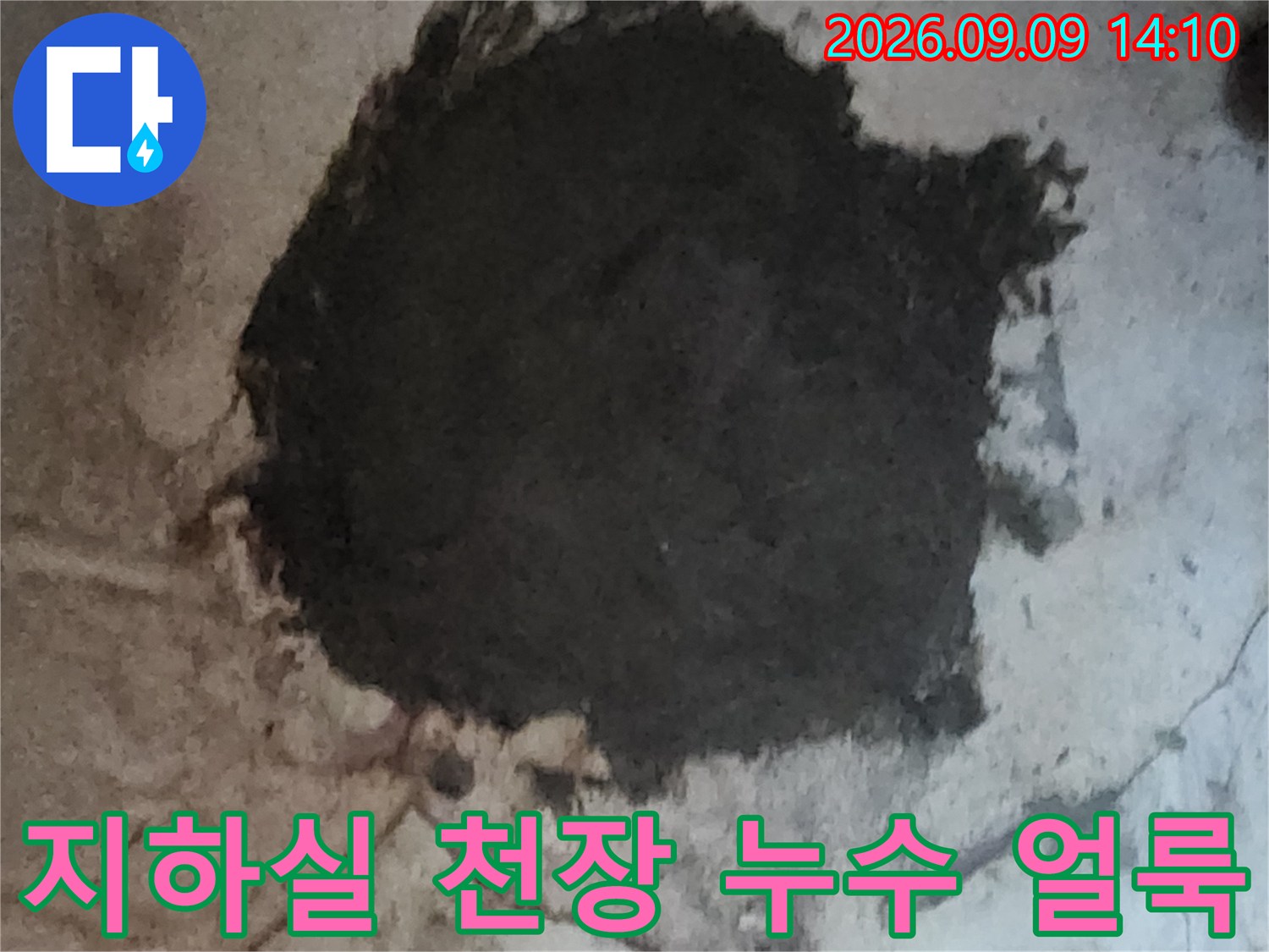 서초구 염곡동 지하실 천장에 발생한 심한 곰팡이와 누수 흔적입니다.